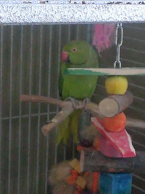 Pippin