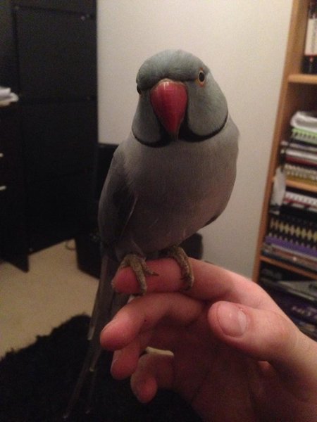 This, is Mario :)