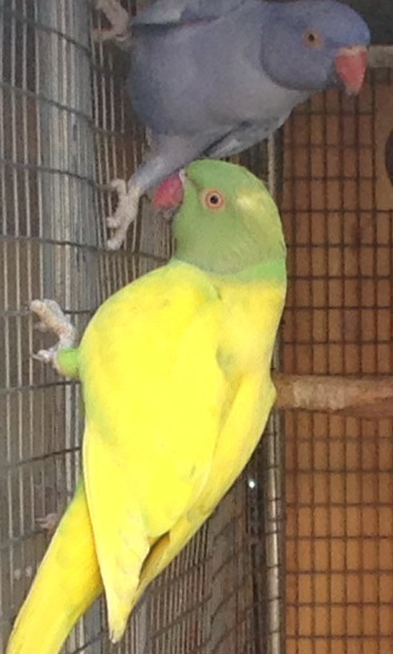 Violetgreen DP.jpg
