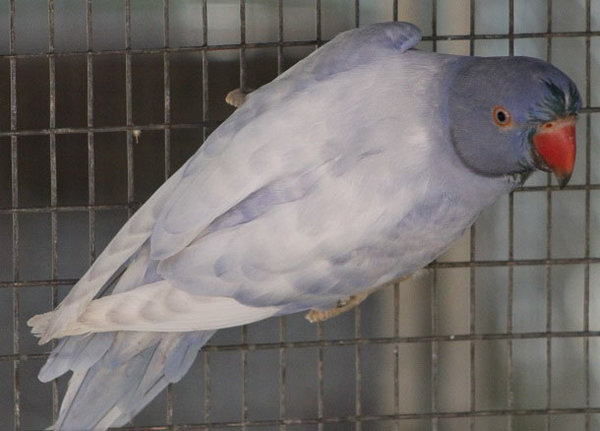 Violet DP.jpg