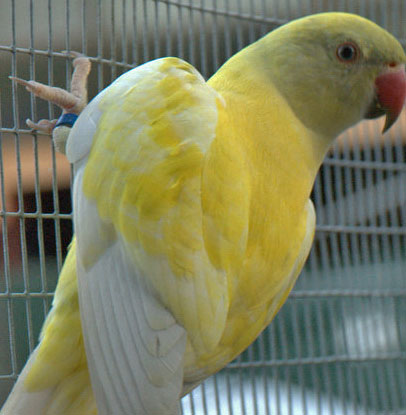 Saddleback Harlequin (DF).jpg