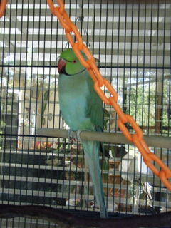 DSCF0983.JPG