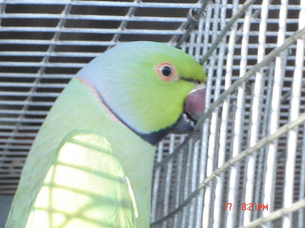 Krameri (west Africa)