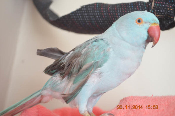 right side, with another weirdly angled crooked feather