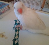 Enya playing with toy