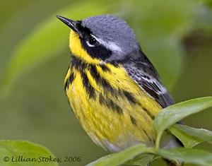 Bird 2.jpg
