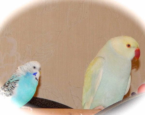 polly.jpg (99.76 KiB) Viewed 5698 times polly.jpg