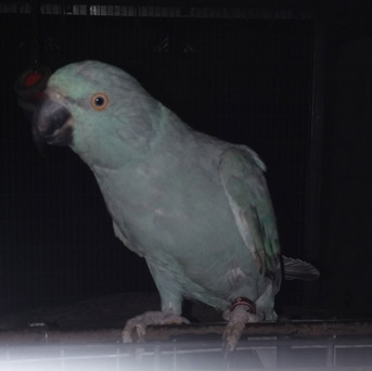 Black beaked blue hen.  Offspring of previously posted blue male and a creamino hen.