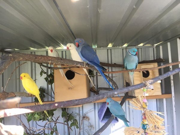 birds.jpg