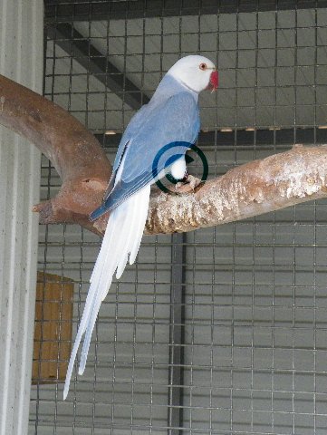 Beautiful Cobalt whwt Cock.JPG