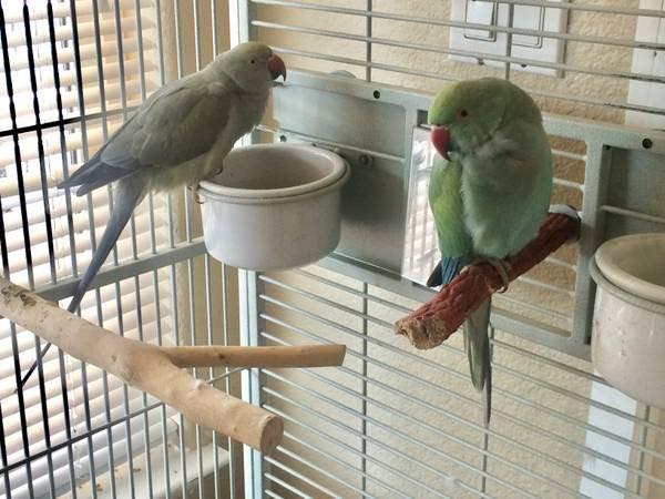 ringnecks1.jpg