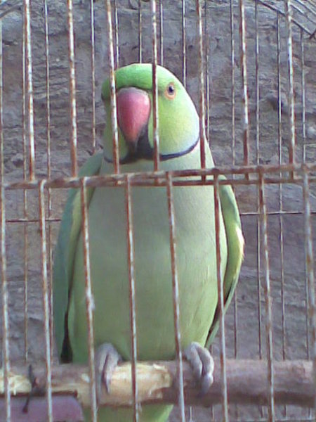 Parrot.jpg