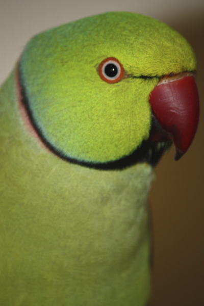 IMG_9412R.jpg