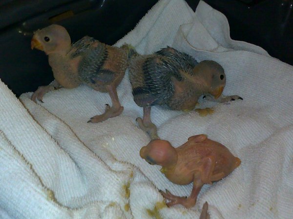New Babies.jpg