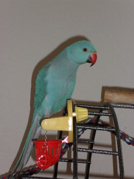 Beeker at 4 1/2 months old