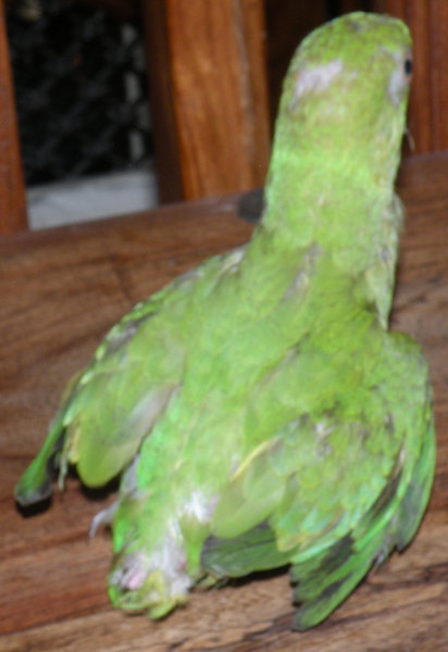BabyKeet2.jpg