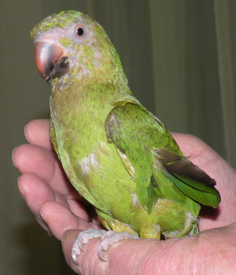 BabyKeet.jpg