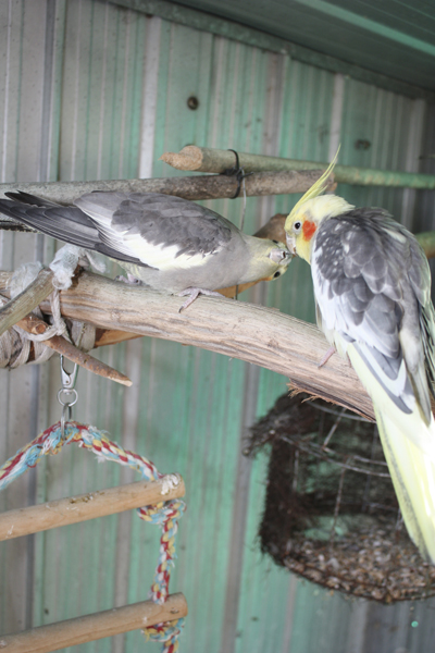 The loving couple and they are both very tame (hope this didn't affect them as parents)