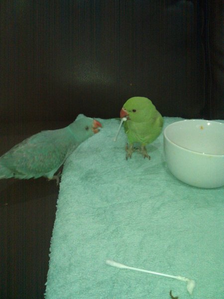 Bravo about to steal the Qtip from Tango.