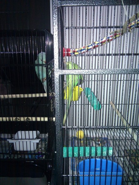 Current living arrangements ... they're very curious about each other.