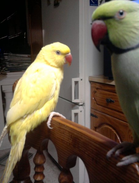 This is cutie and pipo