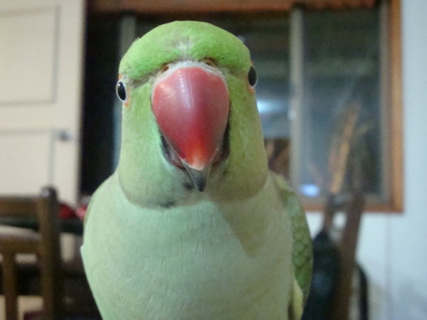 My Pretty Paulie