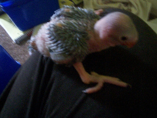 squwiggle 001.jpg