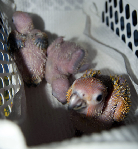 sun conure bub1.jpg