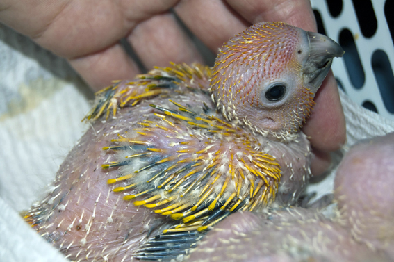 sun conure bub 2.jpg