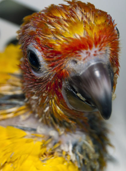 conure chicks 5.jpg