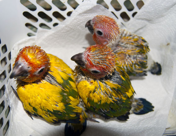 conure chicks 9.jpg