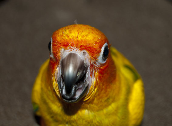 sun conure chicky 2.jpg