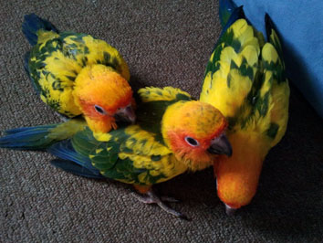 sun conure bubs 2.jpg
