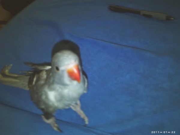 this is a front view