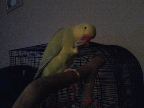 my beaulifull Betty