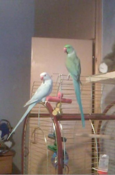 lilly n george.JPG