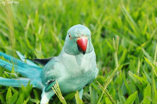 On the grass in my yard.