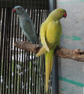 Blue and green Dominant pieds (or spangle IRN,s).JPG