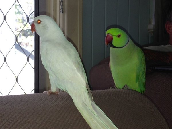 This is the pair :)
