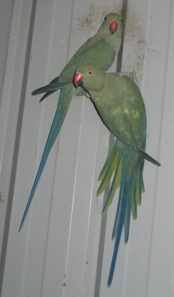 2006 hen and 2008 hen with markins at 5th year molt (mother and daughter).JPG