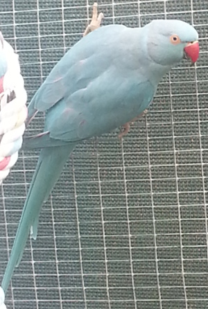 saphcropped2.jpg