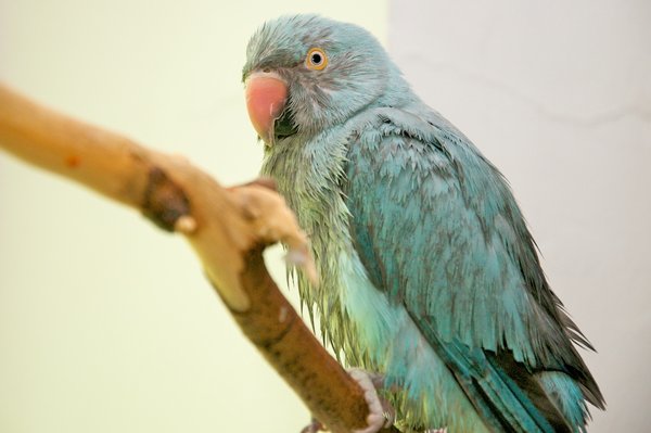 biggles drying off