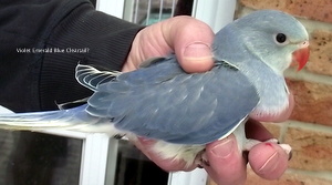 DSCF3089.JPG