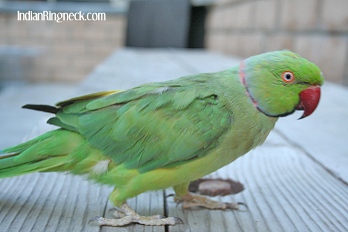 archimedes-molt.jpg