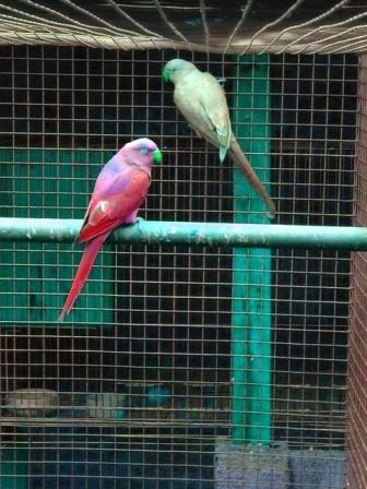 Ringneck 02.jpg
