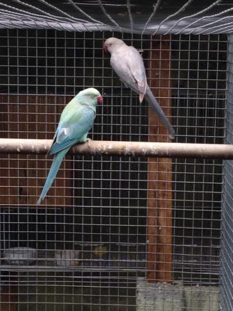 Ringneck.JPG