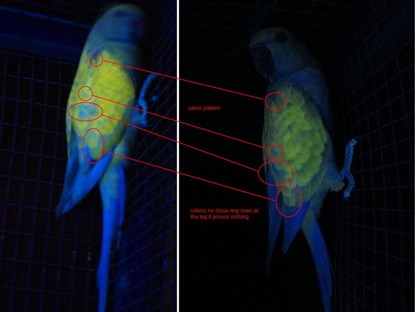 saddleback_muck.jpg (98.61 KiB) Viewed 44608 times saddleback muck