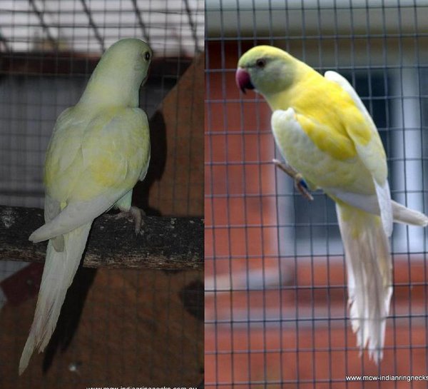 same bird at 3mths & 8 mths.jpg