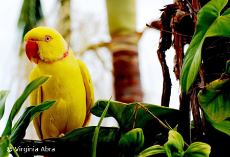 Lutino Indian Ringneck | Parque Zoobotânico Arruda Câmara, a… | Flickr