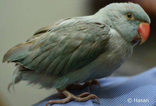 blue-grey-hen-indian-ringneck